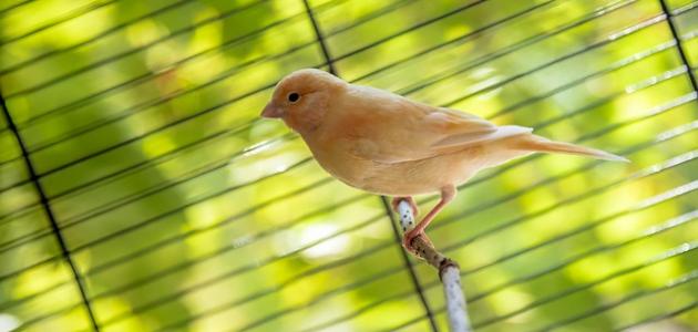 كيفية تربية عصافير الكناري صورة مقال كيفية تربية عصافير الكناري