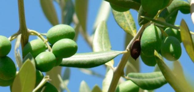 طريقة غلي ورق الزيتون صورة مقال طريقة غلي ورق الزيتون