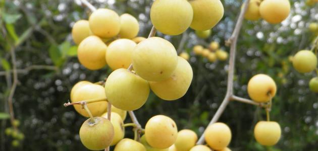 نبات السدر وفوائده وطريقة استعماله صورة مقال نبات السدر وفوائده وطريقة استعماله