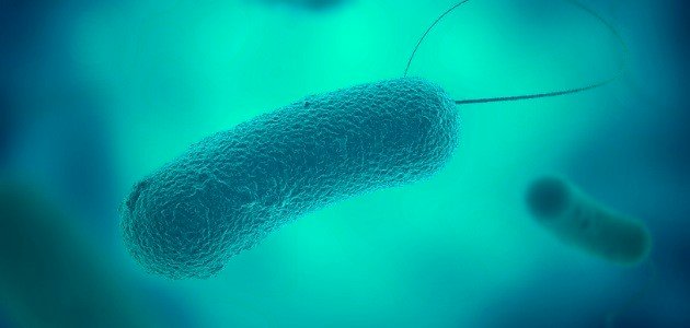 مكونات الخلية البكتيرية صورة مقال مكونات الخلية البكتيرية