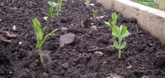 كيفية حماية التربة صورة مقال كيفية حماية التربة