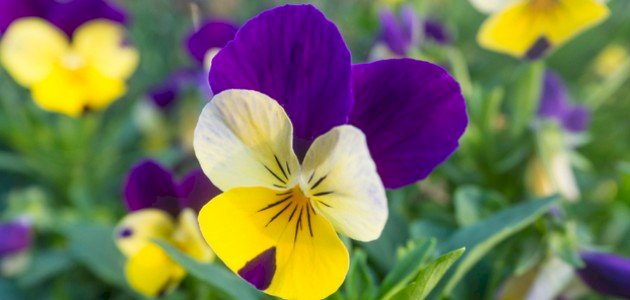 مكونات الزهرة ووظائفها صورة مقال مكونات الزهرة ووظائفها