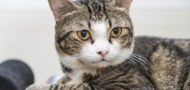 ما هي أضرار شعر القطط صورة مقال ما هي أضرار شعر القطط