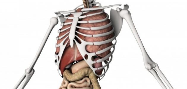 كم عدد أضلاع الرجل والمرأة صورة مقال كم عدد أضلاع الرجل والمرأة