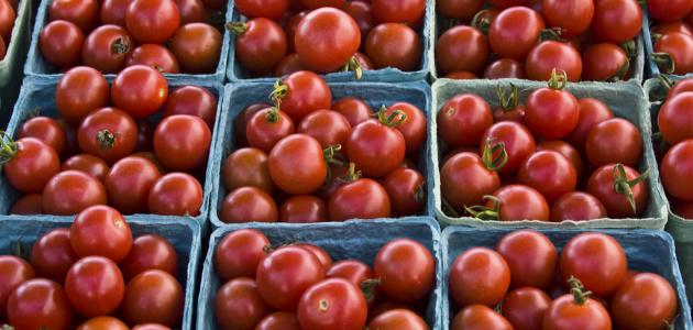 كيفية حفظ الطماطم لمدة طويلة صورة مقال كيفية حفظ الطماطم لمدة طويلة