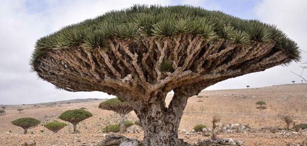 أهم جزر اليمن صورة مقال أهم جزر اليمن