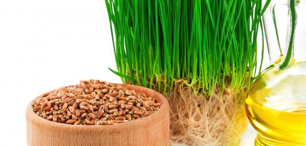 ما هي فوائد جنين القمح للبشرة صورة مقال ما هي فوائد جنين القمح للبشرة