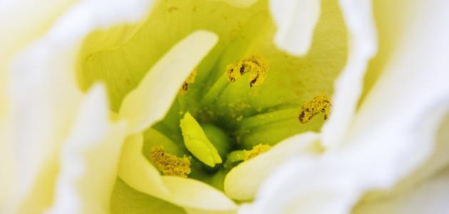 مراحل تشكل حبوب اللقاح صورة مقال مراحل تشكل حبوب اللقاح