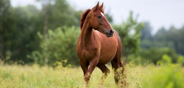 هل حلال أكل لحم الحصان صورة مقال هل حلال أكل لحم الحصان