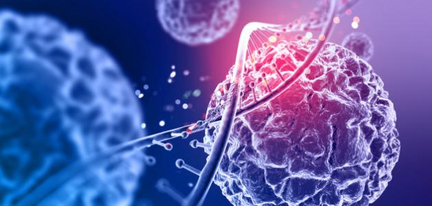 مكونات نواة الخلية صورة مقال مكونات نواة الخلية