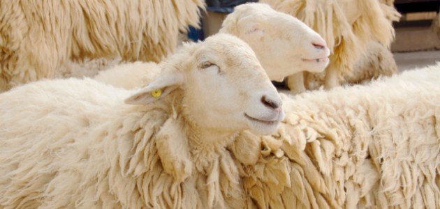 أحلى رسائل تهنئة بعيد الأضحى صورة مقال أحلى رسائل تهنئة بعيد الأضحى