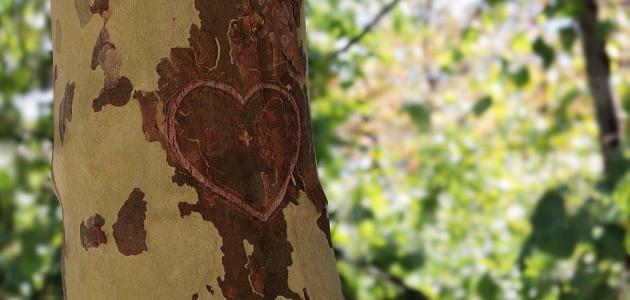 كلمات لها تأثير في القلب صورة مقال كلمات لها تأثير في القلب