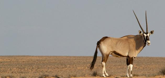 صفات المها العربي وموطنه صورة مقال صفات المها العربي وموطنه