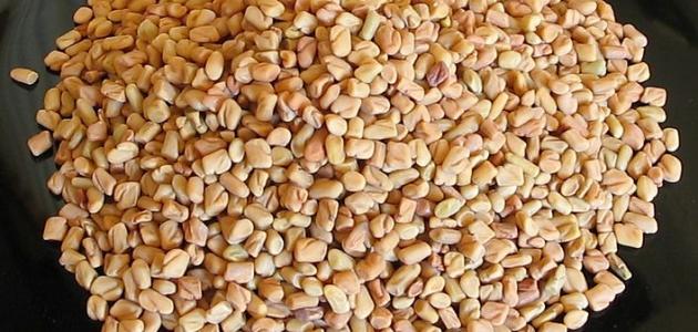 فوائد مغلي الحلبة للبشرة صورة مقال فوائد مغلي الحلبة للبشرة