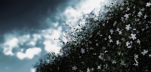 شعر عن دمشق الياسمين صورة مقال شعر عن دمشق الياسمين