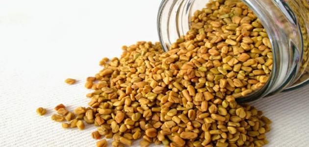 ما هي فوائد الحلبة صورة مقال ما هي فوائد الحلبة