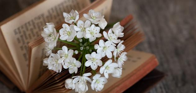 رسائل الجمعة للزوج صورة مقال رسائل الجمعة للزوج