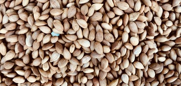 فوائد المحلب للشعر وطريقة استخدامه صورة مقال فوائد المحلب للشعر وطريقة استخدامه