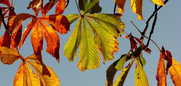 لماذا تتساقط أوراق الشجر صورة مقال لماذا تتساقط أوراق الشجر