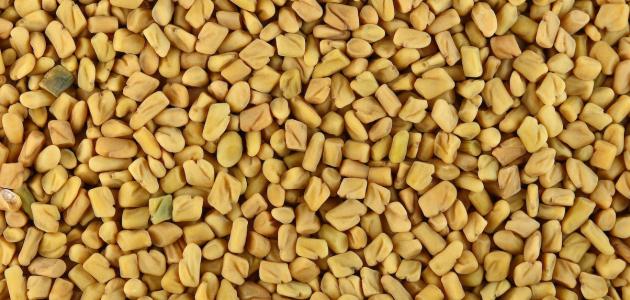 طريقة تحضير مشروب الحلبة صورة مقال طريقة تحضير مشروب الحلبة