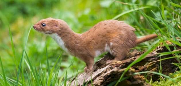 ابن عرس صورة مقال ابن عرس