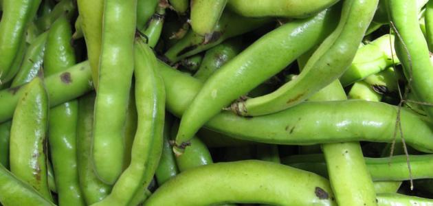 كيف يطبخ الفول الاخضر صورة مقال كيف يطبخ الفول الاخضر