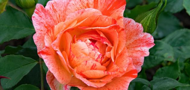 أجمل أنواع الورد الجوري صورة مقال أجمل أنواع الورد الجوري