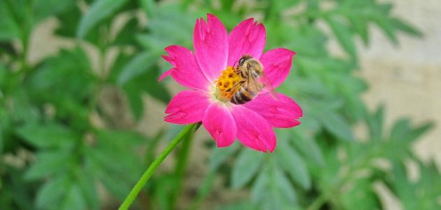 اسم الله الخالق صورة مقال اسم الله الخالق