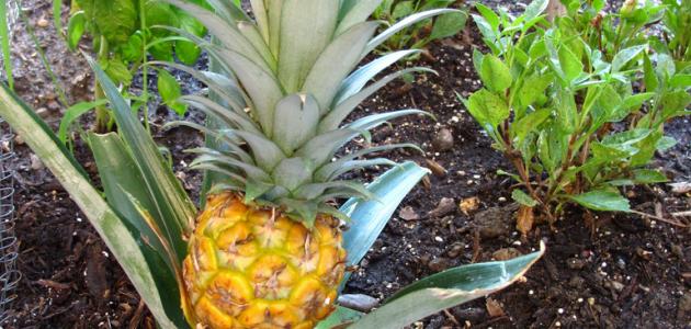 كيف يزرع الاناناس صورة مقال كيف يزرع الاناناس