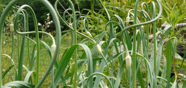 كيف يزرع الثوم صورة مقال كيف يزرع الثوم