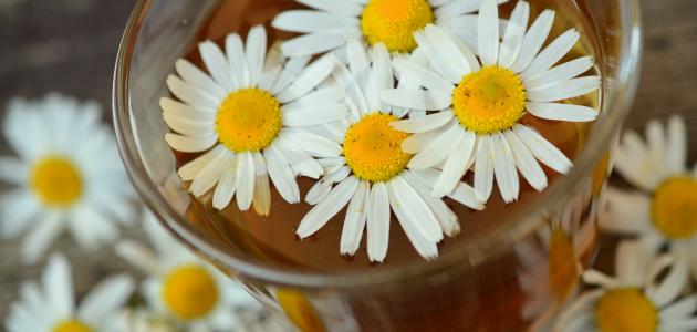 أضرار شرب البابونج للحامل صورة مقال أضرار شرب البابونج للحامل