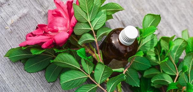 بخاخ ماء الورد للبشرة صورة مقال بخاخ ماء الورد للبشرة