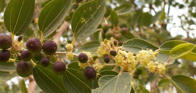 أضرار شرب السدر صورة مقال أضرار شرب السدر