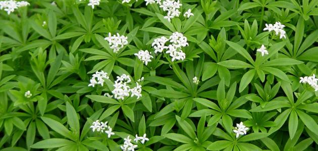 أضرار نبات العطرة صورة مقال أضرار نبات العطرة