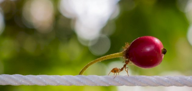 كيف يعيش النمل صورة مقال كيف يعيش النمل