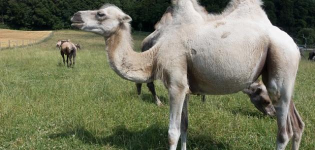 معلومات عن الجمل ذي السنامين صورة مقال معلومات عن الجمل ذي السنامين