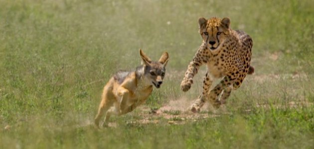 ما المقصود بحيوان لاحم صورة مقال ما المقصود بحيوان لاحم