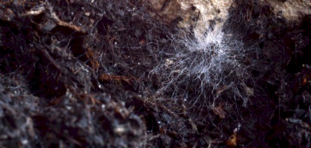 فطريات التربة صورة مقال فطريات التربة