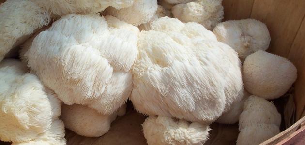 فوائد وأضرار فطر عرف الأسد صورة مقال فوائد وأضرار فطر عرف الأسد