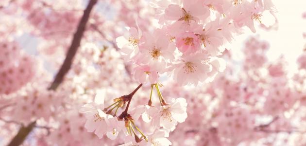 أفضل علاج لحساسية الربيع صورة مقال أفضل علاج لحساسية الربيع