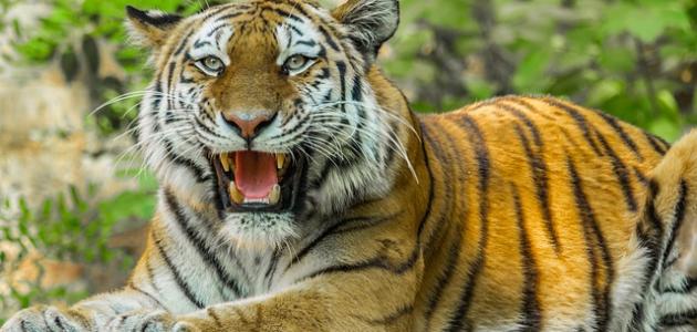 صفات الحيوانات المفترسة صورة مقال صفات الحيوانات المفترسة