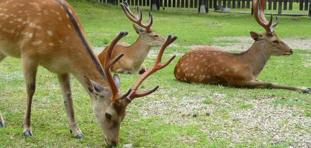 تربية الغزلان صورة مقال تربية الغزلان