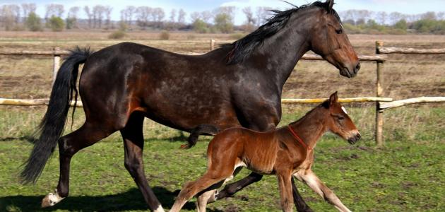 ما اسم أنثى الخيل صورة مقال ما اسم أنثى الخيل