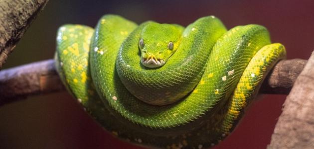 أكبر الثعابين صورة مقال أكبر الثعابين