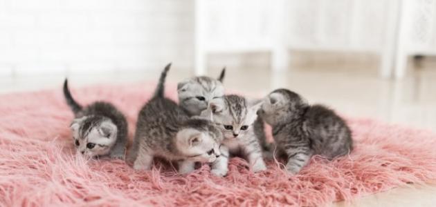 التخلص من رائحة فضلات القطط صورة مقال التخلص من رائحة فضلات القطط