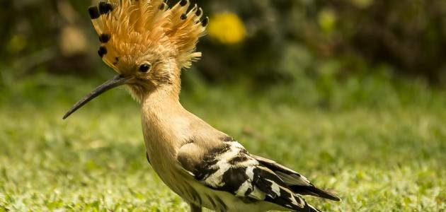 بماذا يكنى الهدهد صورة مقال بماذا يكنى الهدهد