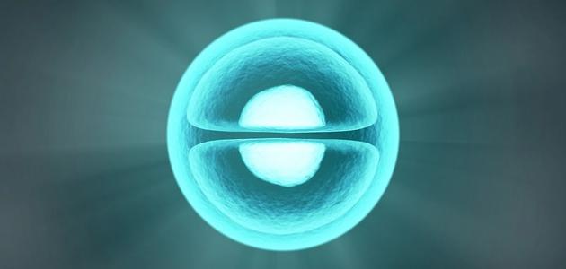 بحث عن الخلية صورة مقال بحث عن الخلية