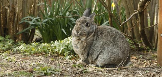 بيت الأرنب صورة مقال بيت الأرنب