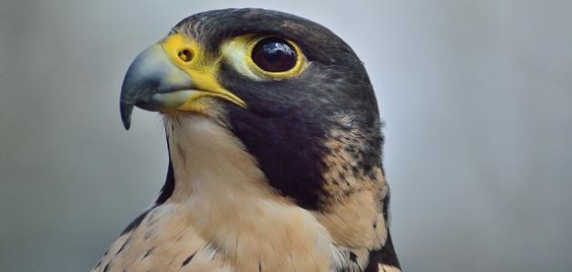 أسرع طائر في العالم صورة مقال أسرع طائر في العالم