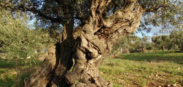 تلخيص قصة الزيتون لا يموت صورة مقال تلخيص قصة الزيتون لا يموت